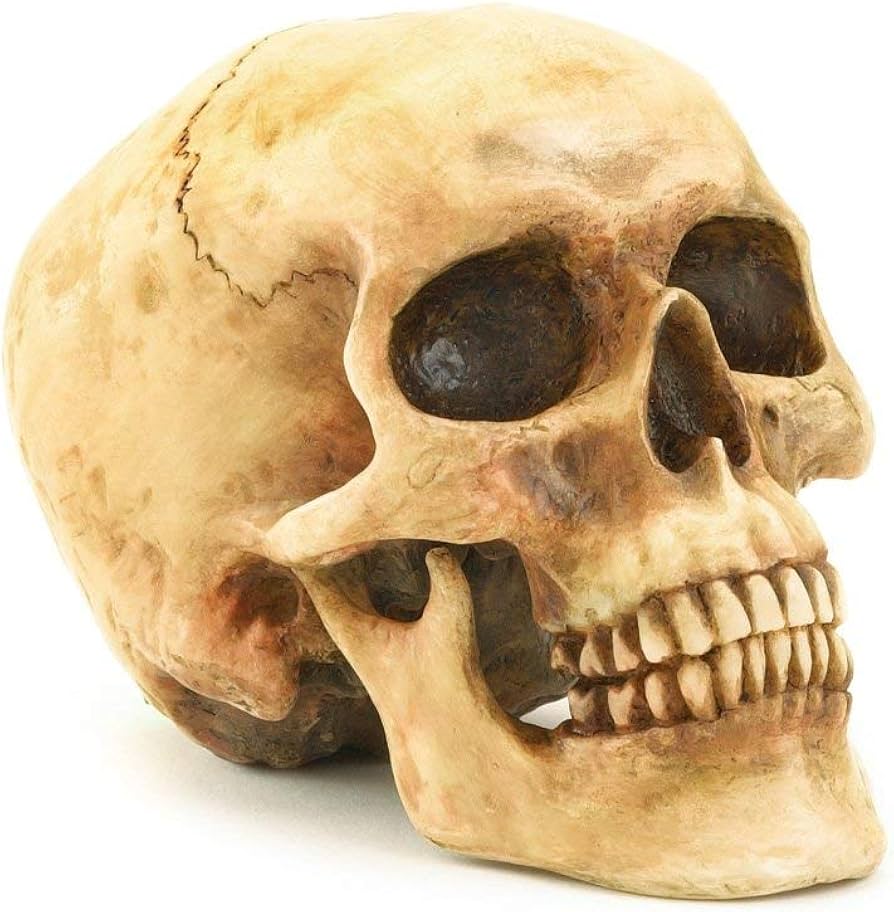 Skulls