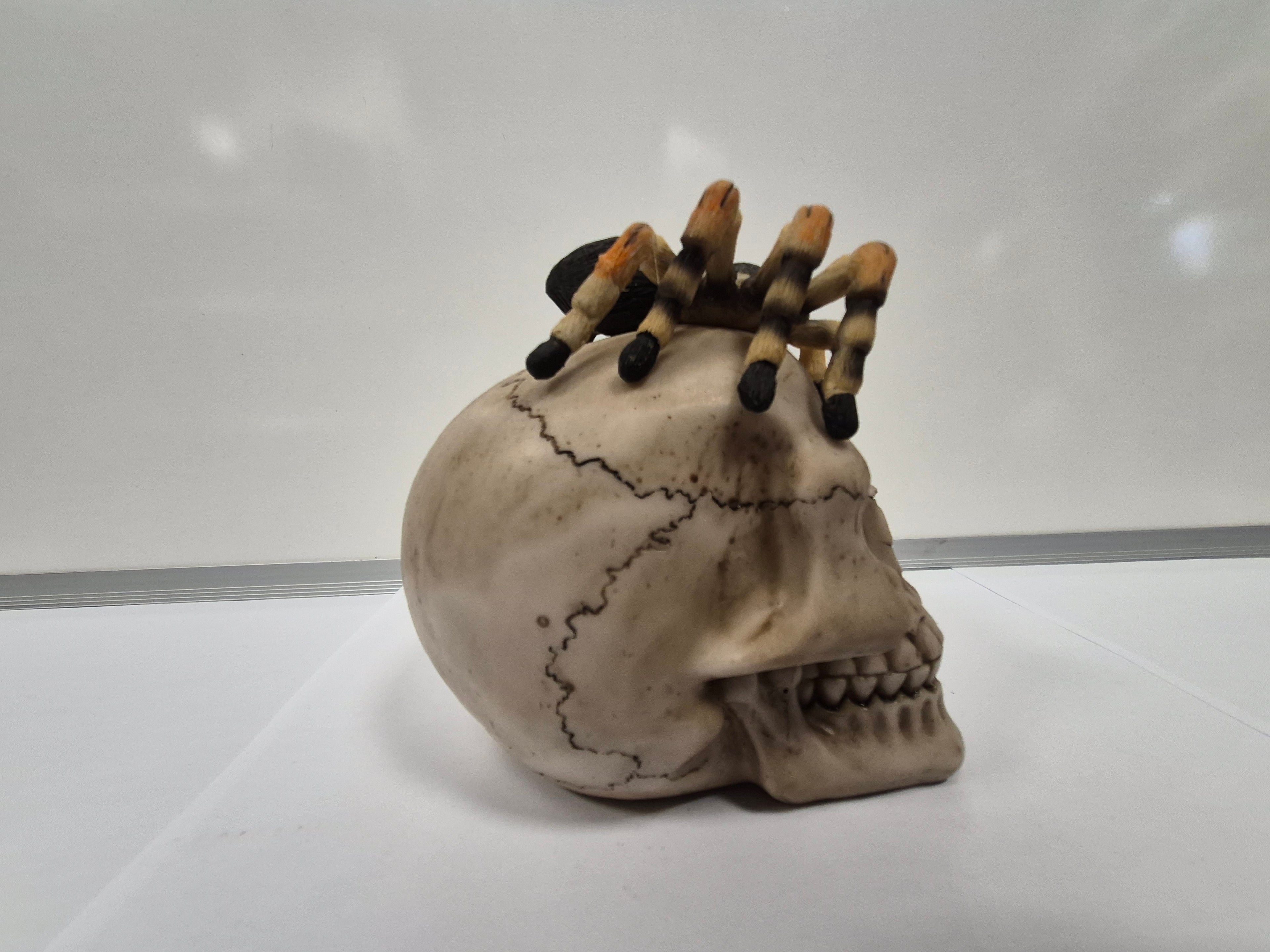 Tarantula Skull