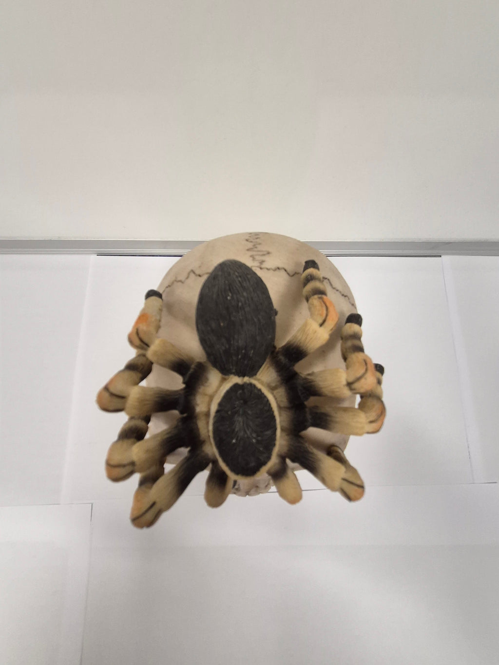 Tarantula Skull