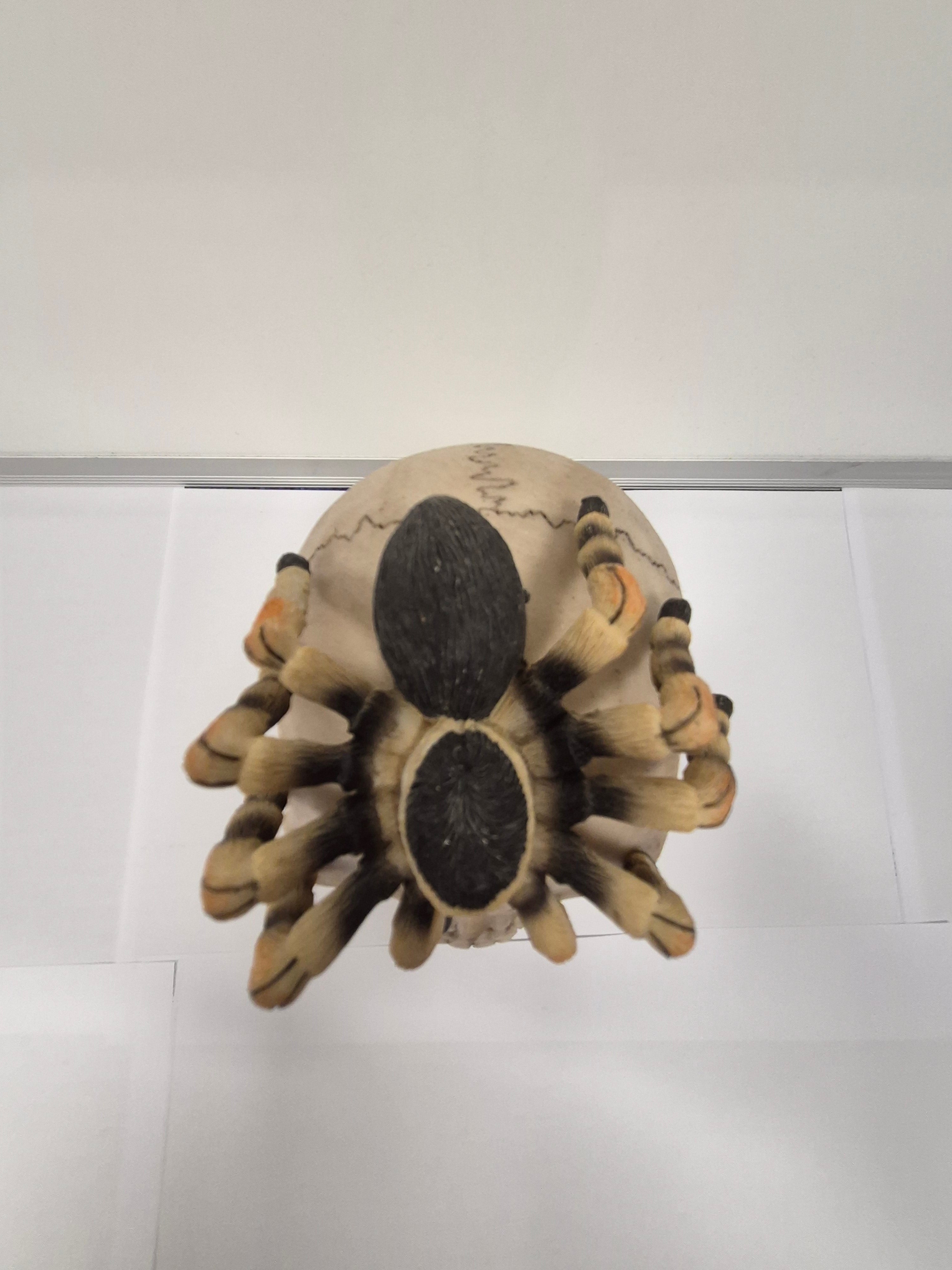 Tarantula Skull