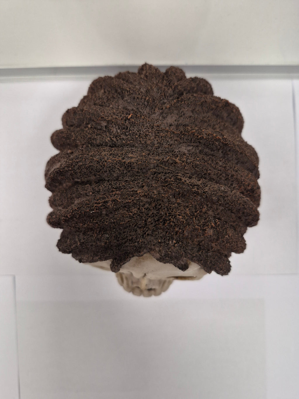 Rasta Skull