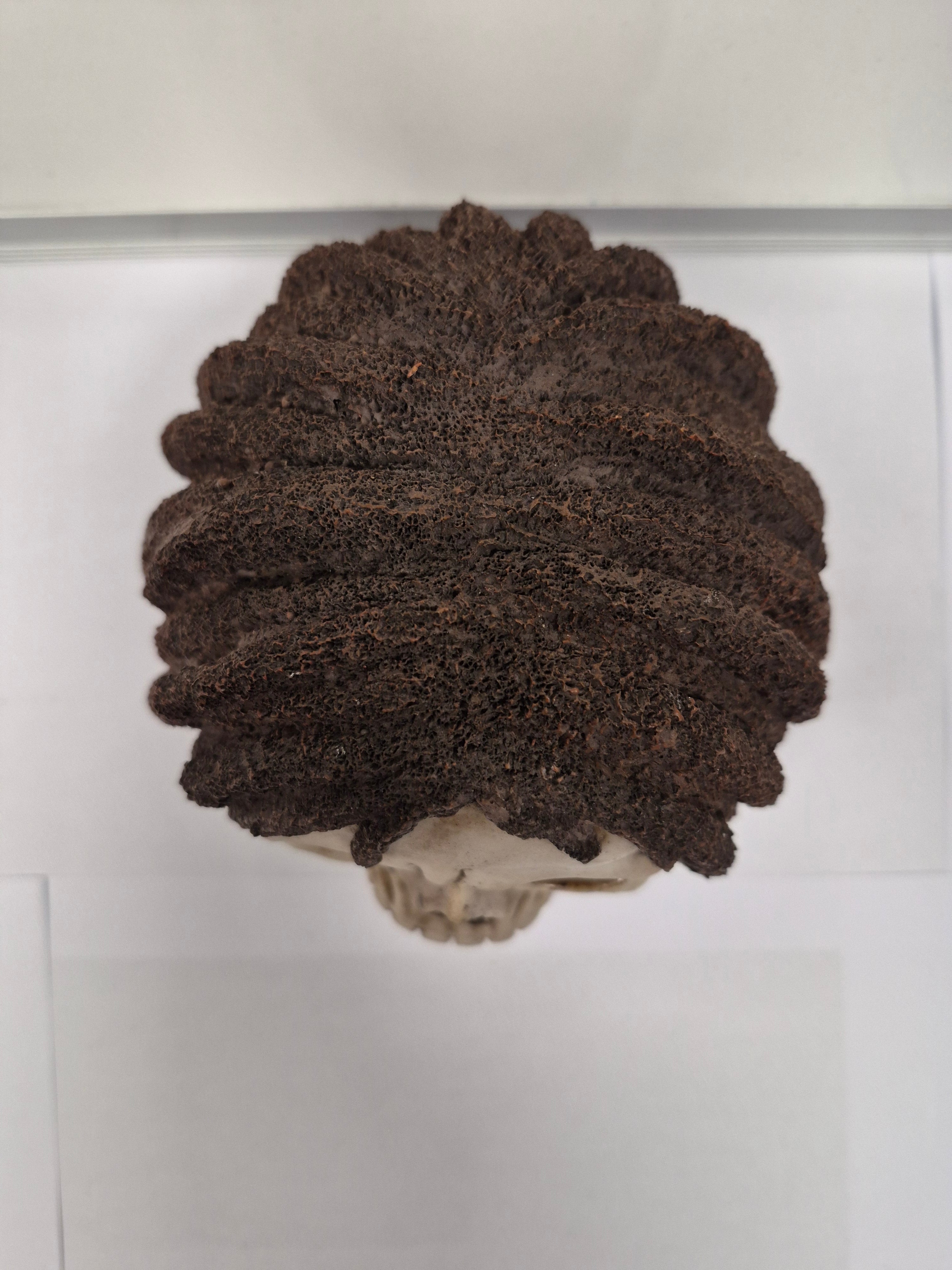 Rasta Skull