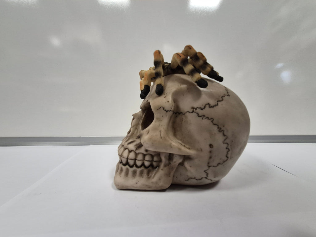 Tarantula Skull