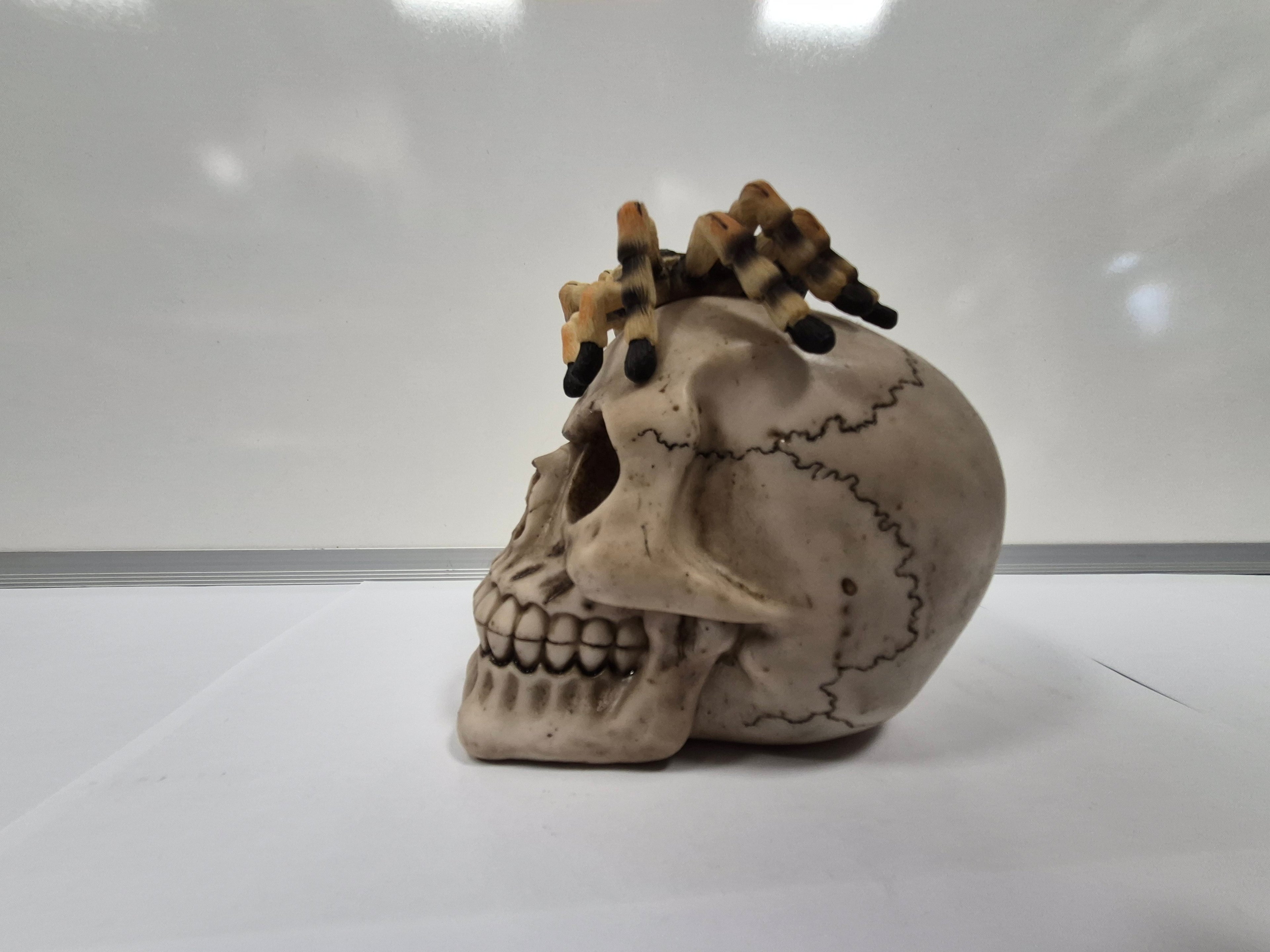 Tarantula Skull
